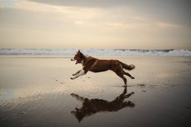 Happy and playful australian shepherd running near the sea shore