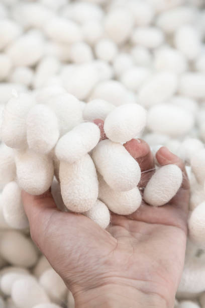 istock closeup hand holding silkworm cocoons 1205717961