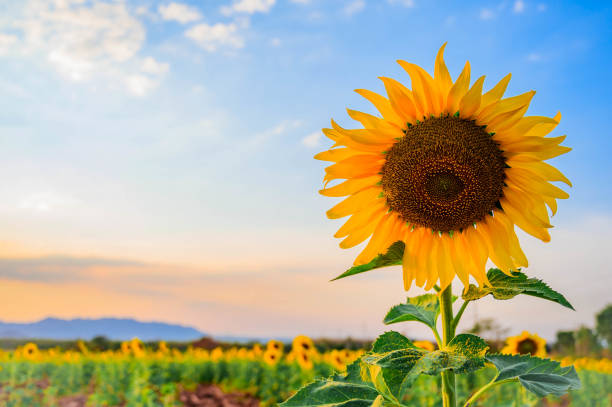 istock Close-up of sunflower and blue sky 1205718165