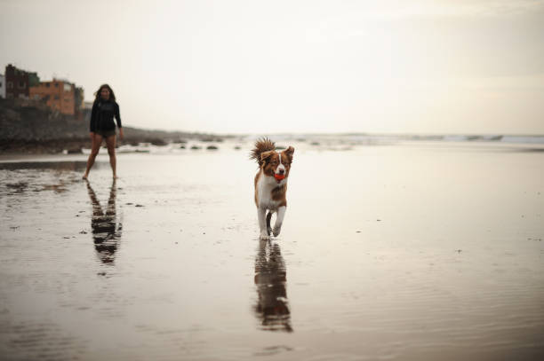 istock Australian shepherd playing with it's owner near sea 1205720262