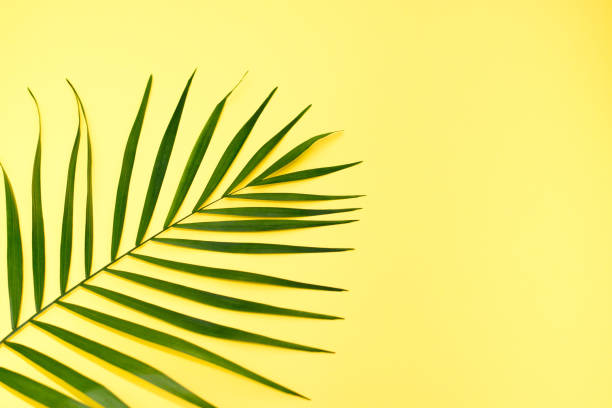 istock Tropical palm leaves on yellow background. Summer concept. Flat lay, top view, copy space 1205721223