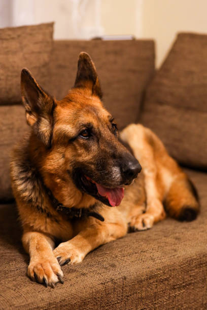 istock Beautiful German Shepherd dog sitting on an grey sofa. 1205722757