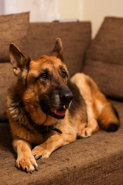istock Beautiful German Shepherd dog sitting on an grey sofa. 1205722778