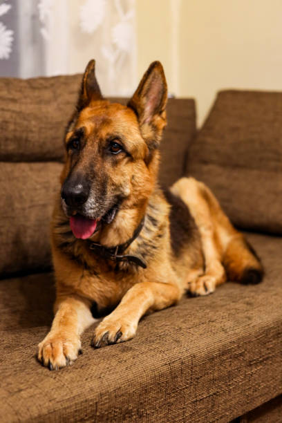 istock Beautiful German Shepherd dog sitting on an grey sofa. 1205722784