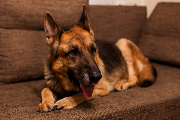 istock Beautiful German Shepherd dog sitting on an grey sofa. 1205722785