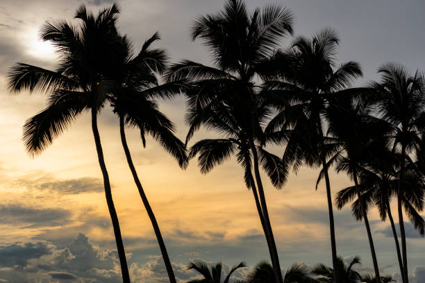 istock Palm Trees In Sri Lanka 1205722879