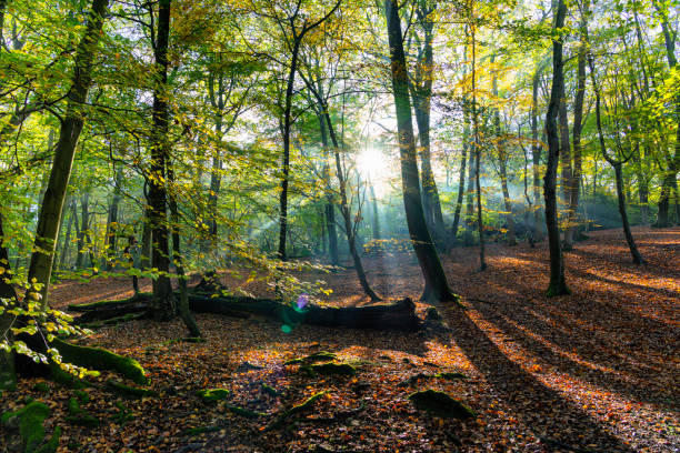 morning sunlight in burnham beeches - leaf autumn falling tree imagens e fotografias de stock
