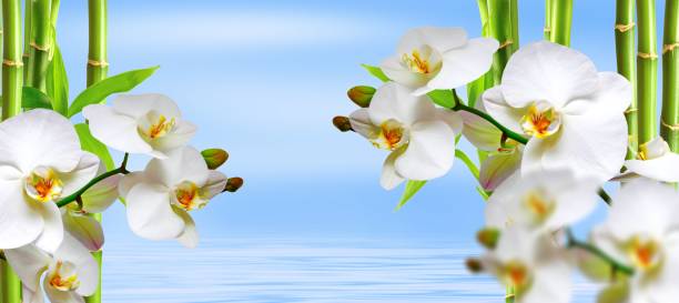 istock spa background with ochideen and bamboo in blue 1205723181