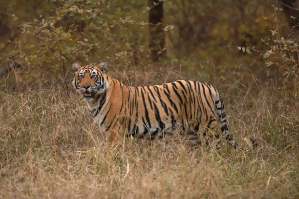 istock Male tiger, Panthera tigris, India 1205723225