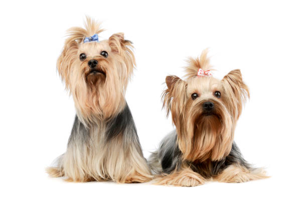 istock Studio shot of two adorable Yorkshire Terriers 1205723311