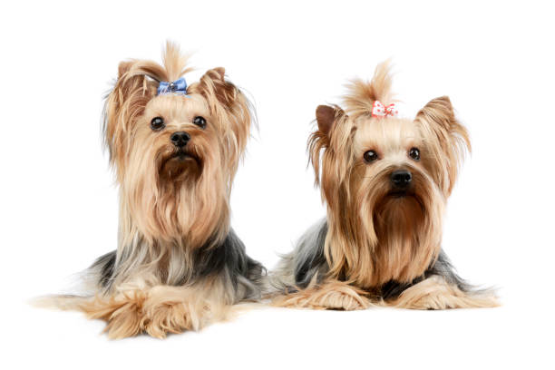 istock Studio shot of two adorable Yorkshire Terriers 1205723413