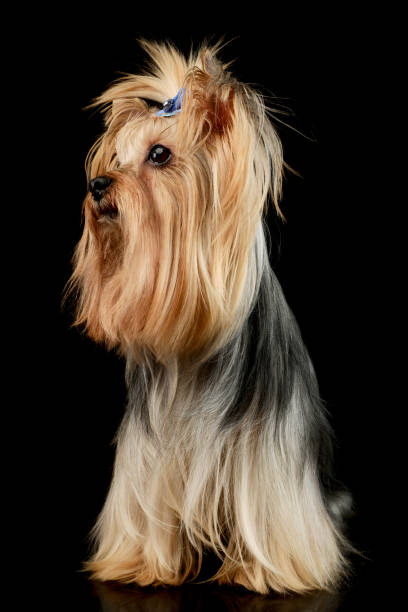istock Studio shot of an adorable Yorkshire Terrier yorkie 1205723463