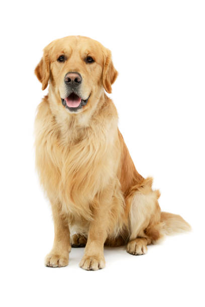 istock Studio shot of a lovely Golden retriever 1205723503