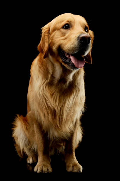 istock Studio shot of a lovely Golden Retriever 1205723506