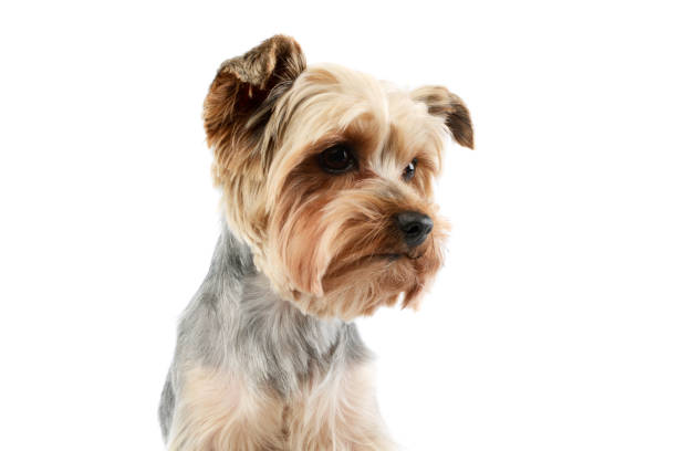 Portrait of an adorable Yorkshire Terrier looking curiously