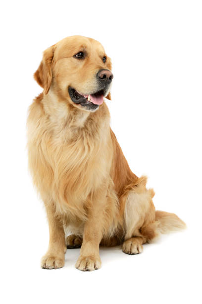 istock Studio shot of a lovely Golden retriever 1205723593