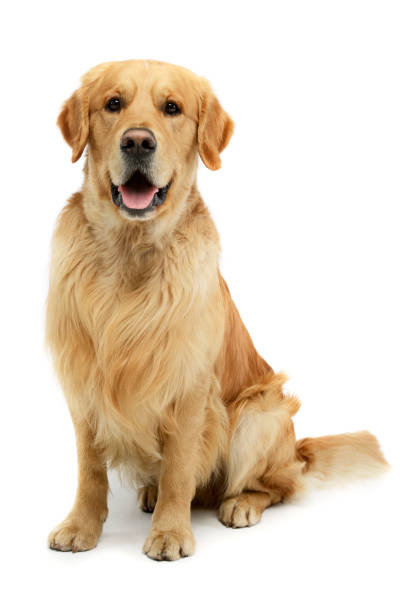 istock Studio shot of a lovely Golden retriever 1205723625