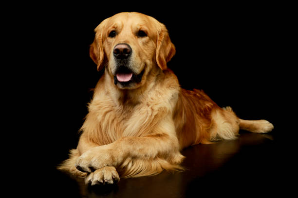 istock Studio shot of a lovely Golden retriever 1205723646