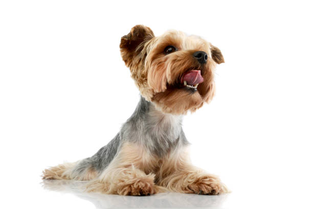 istock Studio shot of an adorable Yorkshire Terrier 1205723969