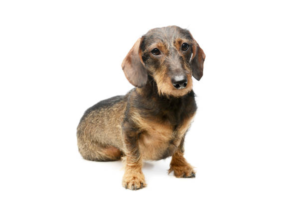 istock Studio shot of an adorable Dachshund 1205724261