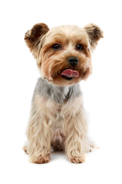istock Studio shot of an adorable Yorkshire Terrier 1205724325