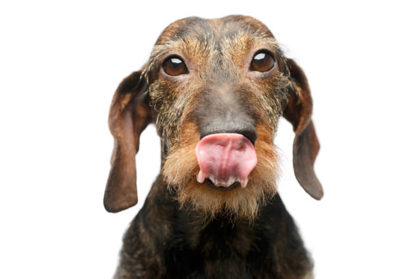 kaninchen Wire-haired Dachshund in front of white background