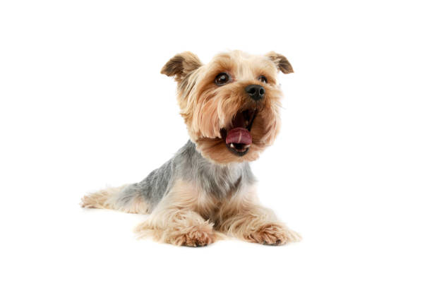 istock Studio shot of an adorable Yorkshire Terrier 1205724412