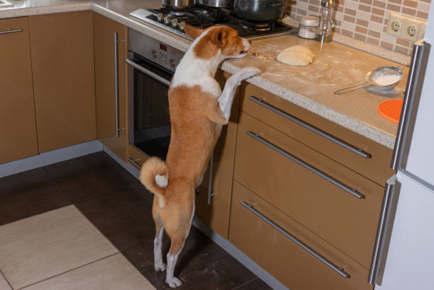 Hungry and impudent basenji dog trying to steal pizza dough on a kitchen bar while being home alone - fotografia de stock