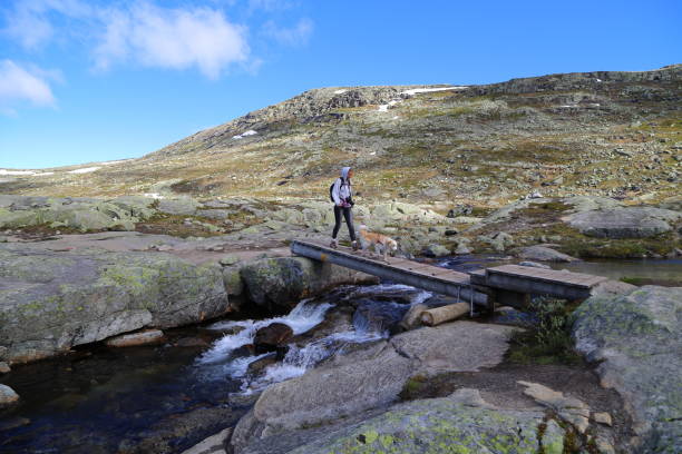 Trolltunga, Norway Trolltunga, Norway - July, 05, 2017: hiker walking with dog on the way to Trolltunga man walking a pug dog stock pictures, royalty-free photos & images