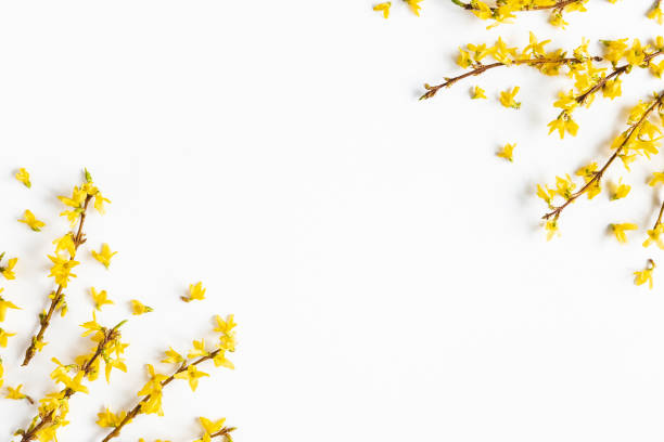 istock Flowers composition. Yellow flowers on white background. Spring concept. Flat lay, top view 1205728762