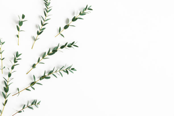 istock Eucalyptus leaves on white background. Pattern made of eucalyptus branches. Flat lay, top view, copy space 1205728799