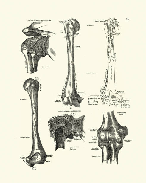 Humurus Drawing 160+ Drawing Of The Humerus Bone Anatomy Stock Illustrations, Royalty ...