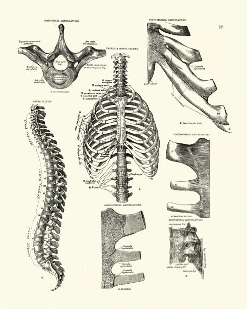 Thorax, Spinal column, Rib cage, Victorian anatomical drawing Vintage engraving of Thorax, Spinal column, Rib cage, costo sternal articulations, Victorian anatomical drawing, 19th Century. Descriptive Atlas of Anatomy, 1880 vintage medical diagrams stock illustrations