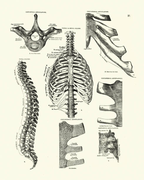 Thorax, Spinal column, Rib cage, Victorian anatomical drawing Vintage engraving of Thorax, Spinal column, Rib cage, costo sternal articulations, Victorian anatomical drawing, 19th Century. Descriptive Atlas of Anatomy, 1880 drawing of rib cage anatomy stock illustrations