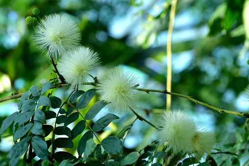 Native to tropical and subtropical regions, calliandra haematocephala is in the pea family and is very popular evergreen flowering shrub/tree, producing brilliant red/white powder puff–like flowers with numerous and conspicuous stamens (the filaments that hold pollen at their top), grouped together in a ball-shaped inflorescence. It blooms primarily in fall and winter, but sporadic additional bloom may occur throughout the rest of the year. The blooms are brilliant red or white and stand out.