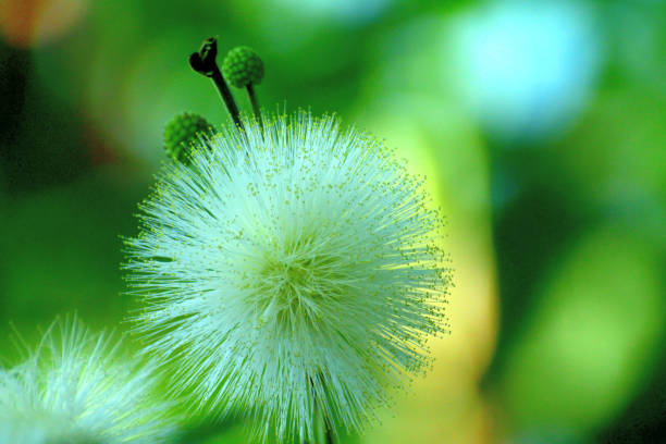 Native to tropical and subtropical regions, calliandra haematocephala is in the pea family and is very popular evergreen flowering shrub/tree, producing brilliant red/white powder puff–like flowers with numerous and conspicuous stamens (the filaments that hold pollen at their top), grouped together in a ball-shaped inflorescence. It blooms primarily in fall and winter, but sporadic additional bloom may occur throughout the rest of the year. The blooms are brilliant red or white and stand out.