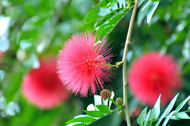 Native to tropical and subtropical regions, calliandra haematocephala is in the pea family and is very popular evergreen flowering shrub/tree, producing brilliant red/white powder puff–like flowers with numerous and conspicuous stamens (the filaments that hold pollen at their top), grouped together in a ball-shaped inflorescence. It blooms primarily in fall and winter, but sporadic additional bloom may occur throughout the rest of the year. The blooms are brilliant red or white and stand out.