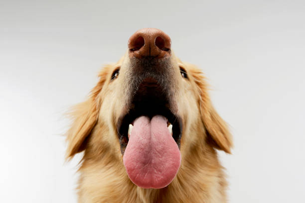 istock Portrait of an adorable mixed breed dog 1205731427