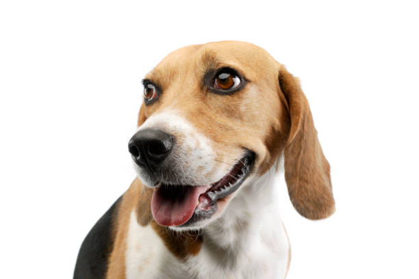 istock Portrait of an adorable Beagle 1205731569