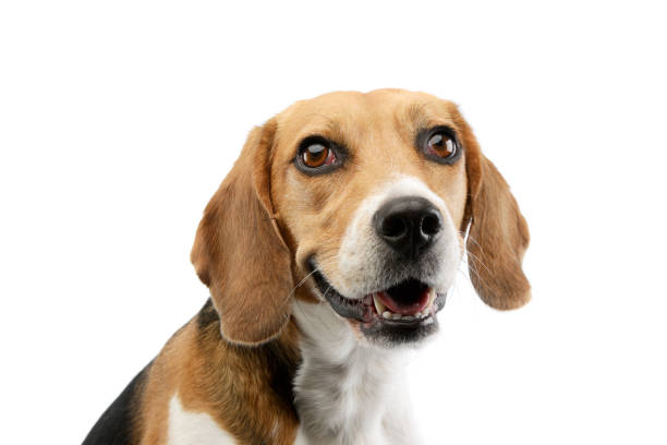 istock Portrait of an adorable Beagle 1205731589