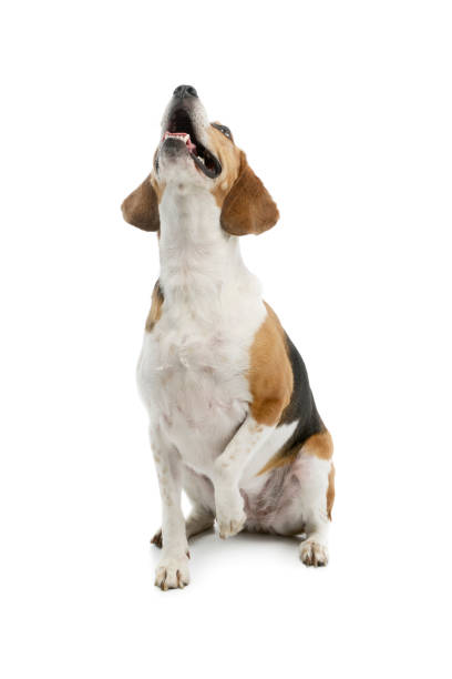 istock Studio shot of an adorable Beagle 1205731704