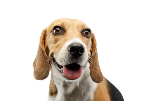 istock Portrait of an adorable Beagle 1205732123