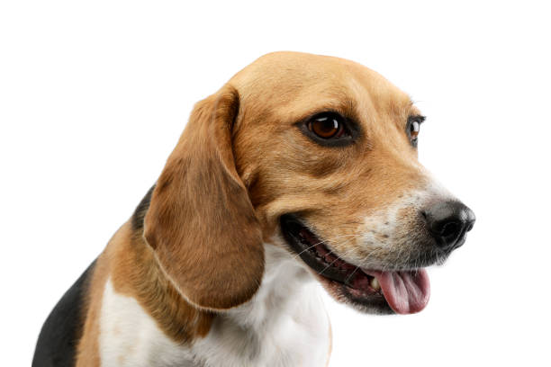 istock Portrait of an adorable Beagle 1205732143