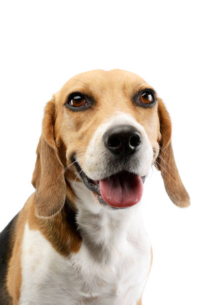 istock Portrait of an adorable Beagle 1205732175