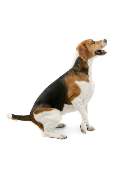 istock Studio shot of an adorable Beagle 1205732703