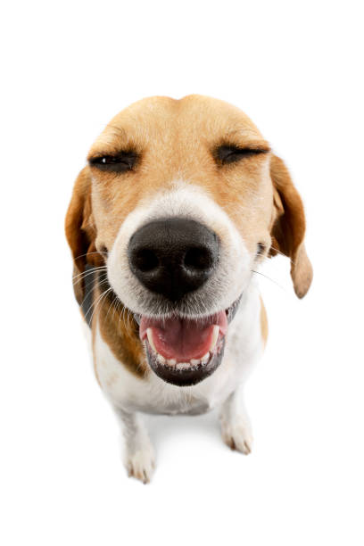 istock Studio shot of an adorable Beagle 1205732729