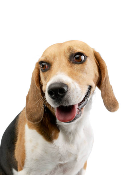 istock Portrait of an adorable Beagle 1205732749
