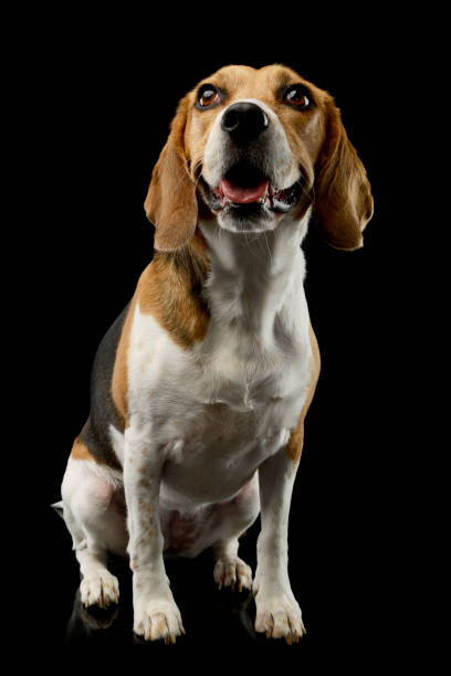 istock Studio shot of an adorable Beagle 1205732757