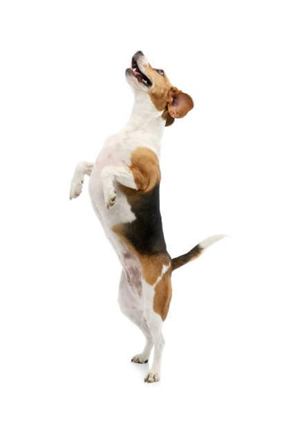istock Studio shot of an adorable Beagle 1205732804