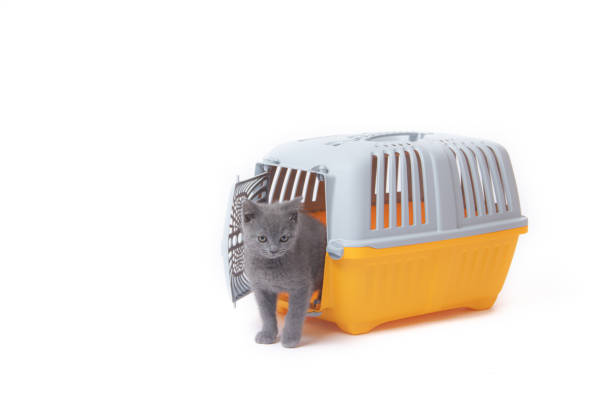 Carrier for cats and small dogs isolated on a white background. safe transportation of animals, article about the transportation of animals. Isolated white background. Gray plastic carry for cats. Veterinary Medicine Carrier for cats and small dogs isolated on a white background. safe transportation of animals, article about the transportation of animals. Isolated white background. Gray plastic carry for cats. Veterinary Medicine Article about veterinarians transportation cage stock pictures, royalty-free photos & images